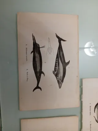 Litografía  antigua