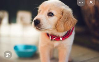 Transporte de mascota