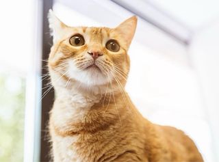 Transporte de mascota