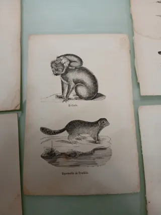 Litografía de animales vintage