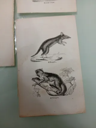 Litografía de animales vintage