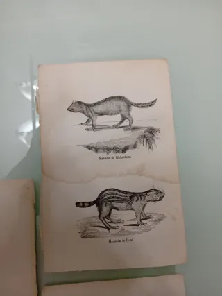 Litografía de animales vintage
