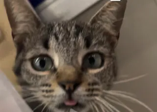 Cuido tu MASCOTA