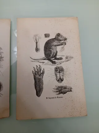 Litografía antigua animales