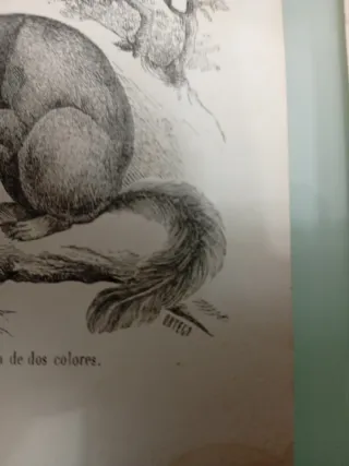 Litografía antigua animales