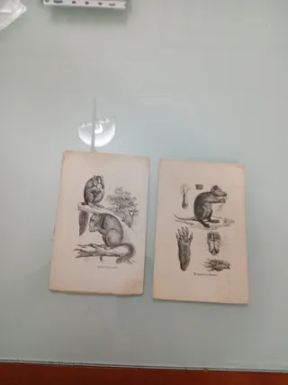 Litografía antigua animales