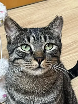 Fular blanco con flores rojas