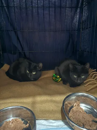 Fular estampado flores negro