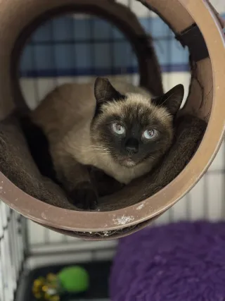 Fular estampado beige y naranja