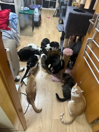 Fular estampado cuadros y animal print