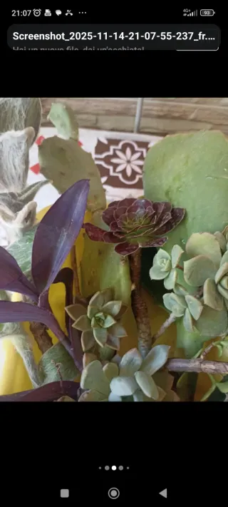 Set 15 talee succulente miste di divetse varietà.