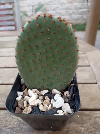 Opuntia microdasys rufida