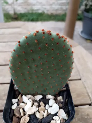 Opuntia microdasys rufida