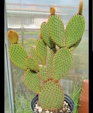 Opuntia microdasys rufida