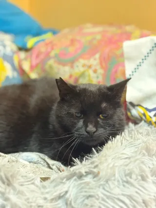 Jersey azul y blanco de hombre Talla XL