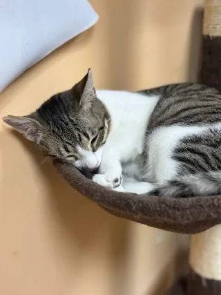 Disfraz Princesa para adulto talla S - M