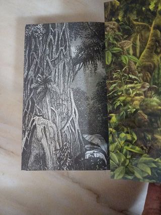 LAURA GALLEGO - ALLA ON ELS ARBRES CANTEN