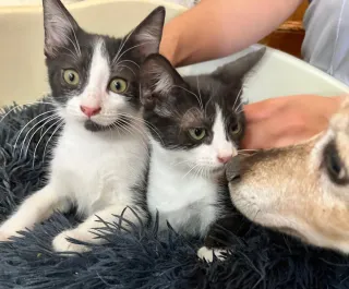 Blusa estampada manga larga Talla XL