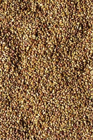 Semilla de Alfalfa