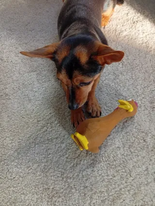 Chaleco estampado animal print