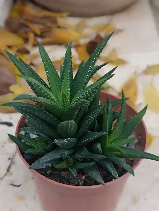 Porzione radicata di Haworthia attenuata