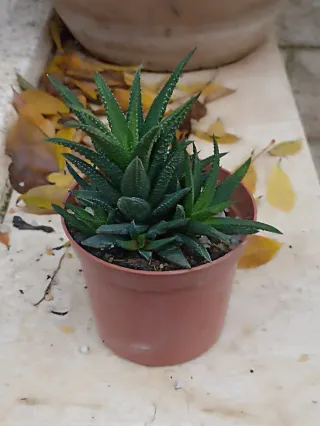 Porzione radicata di Haworthia attenuata