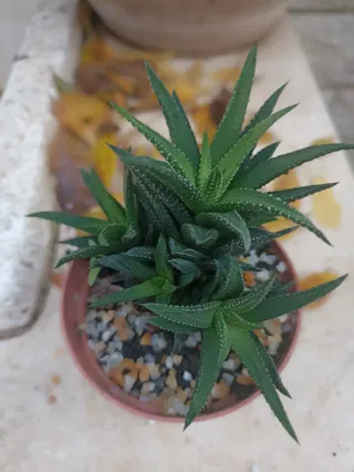 Porzione radicata di Haworthia attenuata