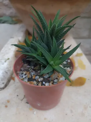 Porzione radicata di Haworthia attenuata