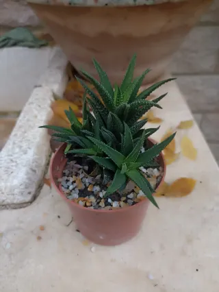 Porzione radicata di Haworthia attenuata