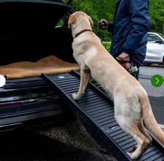 Rampa para perros plegable