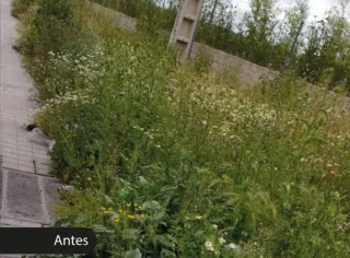 Limpieza de parcelas