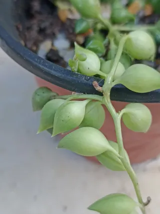 Pianta Senecio Rowlelenus o Pianta del Rosario