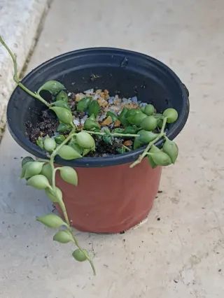 Pianta Senecio Rowlelenus o Pianta del Rosario