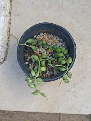 Pianta Senecio Rowlelenus o Pianta del Rosario