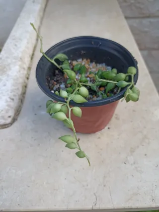 Pianta Senecio Rowlelenus o Pianta del Rosario