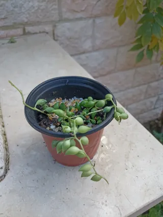Pianta Senecio Rowlelenus o Pianta del Rosario
