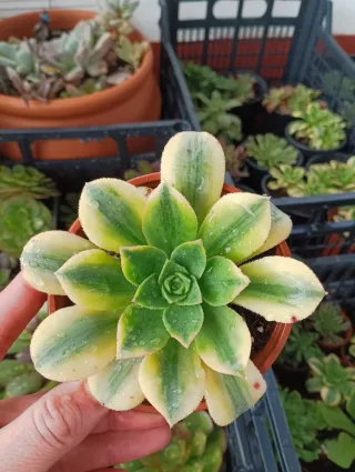 Aeonium florence