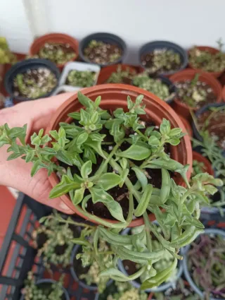 Senecio delfín