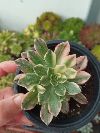 Aeonium medal bronce variegata