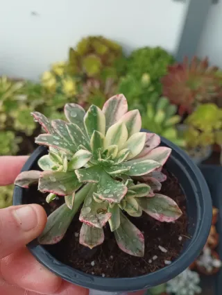 Aeonium medal bronce variegata