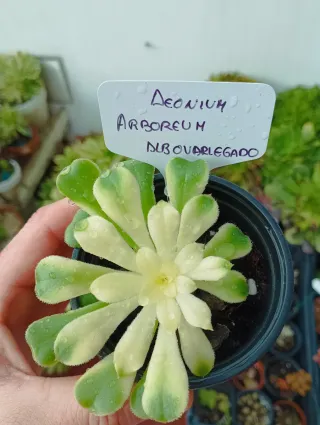 Aeonium arborium albovariegado