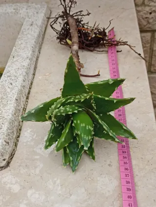 Grande talea Aloe Mitrifirmis con radici.