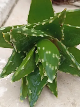 Grande talea Aloe Mitrifirmis con radici.