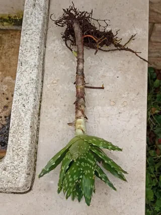 Grande talea Aloe Mitrifirmis con radici.