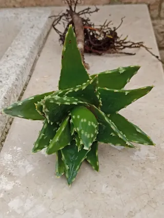 Grande talea Aloe Mitrifirmis con radici.