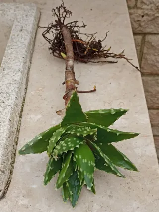 Grande talea Aloe Mitrifirmis con radici.