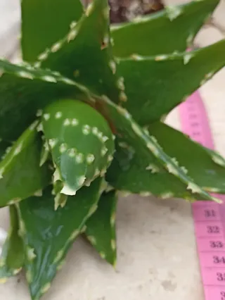 Grande talea Aloe Mitrifirmis con radici.