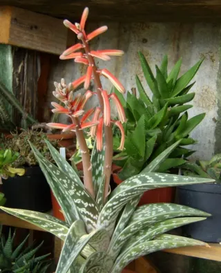 Aloe variegata / Aloe tigrata