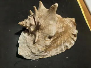 Conchiglia reale rosa