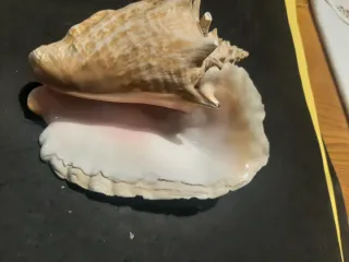 Conchiglia reale rosa